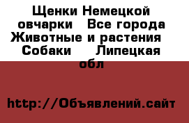 Щенки Немецкой овчарки - Все города Животные и растения » Собаки   . Липецкая обл.